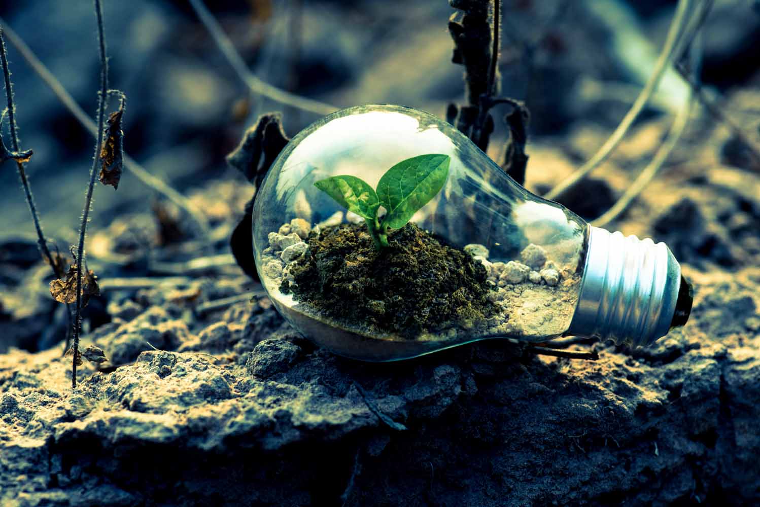 Green Coding: Building Software That Saves the Planet
